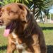 worlds oldest dog on record passes away at 31