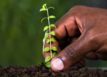 Kenya Declares Tree-Planting Holiday To Plant 100 Million Seedlings