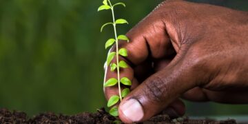 Kenya Declares Tree-Planting Holiday To Plant 100 Million Seedlings