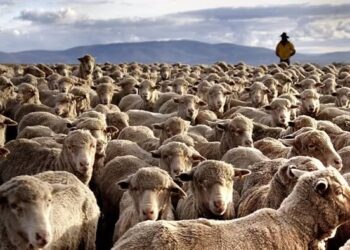 mutton market slump prompts free sheep giveaway in australia