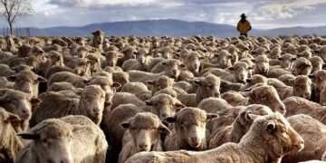 mutton market slump prompts free sheep giveaway in australia