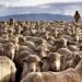 mutton market slump prompts free sheep giveaway in australia