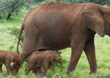 Rare Elephant Delivers Set Of Twins In Kenya