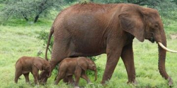 Rare Elephant Delivers Set Of Twins In Kenya