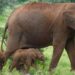 Rare Elephant Delivers Set Of Twins In Kenya