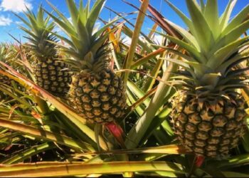 Kenya Police Investigate Murders On Pineapple Farm Amid Allegations Of Security Guard Violence