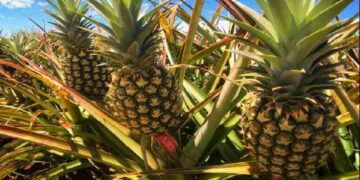 Kenya Police Investigate Murders On Pineapple Farm Amid Allegations Of Security Guard Violence