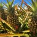 Kenya Police Investigate Murders On Pineapple Farm Amid Allegations Of Security Guard Violence