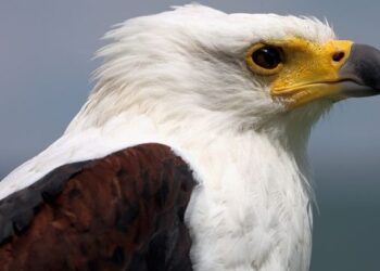 90% Of African Birds Of Prey Under Threat, Study Finds