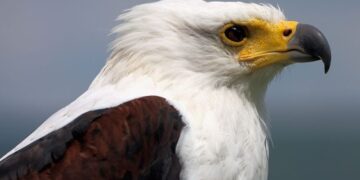 90% Of African Birds Of Prey Under Threat, Study Finds
