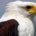 90% Of African Birds Of Prey Under Threat, Study Finds