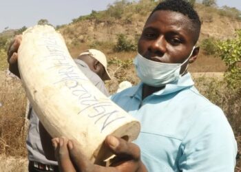 Nigeria Destroys Elephant Tusks Worth $11m