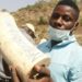 Nigeria Destroys Elephant Tusks Worth $11m