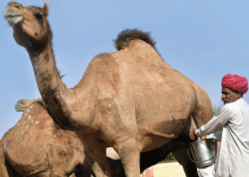 Kenya: Farmers Eye Sh5bn Market Opportunity As China Seeks Camel Milk