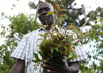 Kenya: Ruto Reverses Ban On Stimulant Linked With Increased Mental Illness