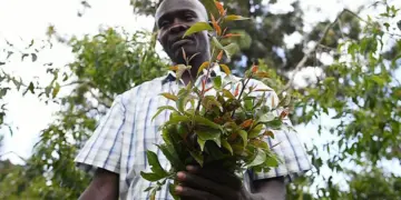 Kenya: Ruto Reverses Ban On Stimulant Linked With Increased Mental Illness