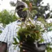 Kenya: Ruto Reverses Ban On Stimulant Linked With Increased Mental Illness