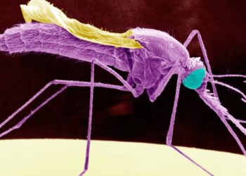 Djibouti: Friendly Mosquitoes Take Flight in Country's Fight Against Malaria