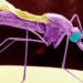 Djibouti: Friendly Mosquitoes Take Flight in Country's Fight Against Malaria
