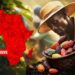 HT EXCLUSIVE: How Scramble For Cocoa Beans Is Causing Deforestation, As Cocoa-Growing Countries In Africa Struggle To Meet Commitments