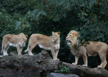 Kenya: Nairobi Residents Tasked On Vigilance After Escape Of Three Lions
