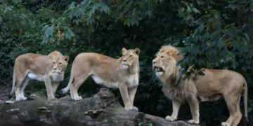 Kenya: Nairobi Residents Tasked On Vigilance After Escape Of Three Lions
