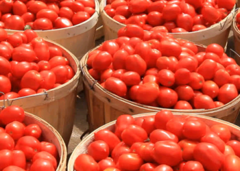 Nigeria: Official Links High Cost Of Tomatoes To Terrorists’ Control Of Farms