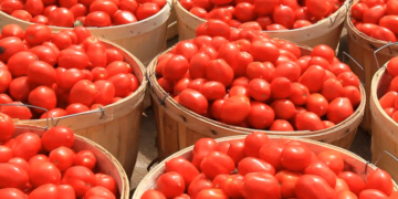 Nigeria: Official Links High Cost Of Tomatoes To Terrorists’ Control Of Farms