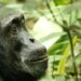 Forest Pharmacies: Chimps Lead Scientists To Plants With Healing Power