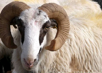 Nigeria: Muslims To Get ‘Loans’ For Sallah Ram