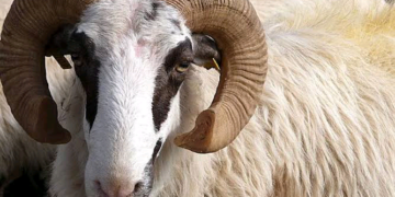 Nigeria: Muslims To Get ‘Loans’ For Sallah Ram