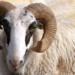 Nigeria: Muslims To Get ‘Loans’ For Sallah Ram
