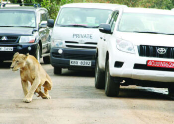 Zambian Authorities Kill Stray Lions, Averting School Closures