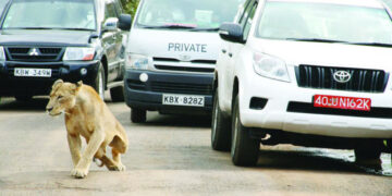 Zambian Authorities Kill Stray Lions, Averting School Closures
