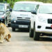 Zambian Authorities Kill Stray Lions, Averting School Closures