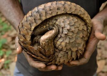 Wildlife Preservation: Nigerian Authorities Intercept Pangolin Scales Worth Over N3bn In Kebbi