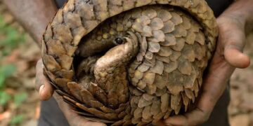 Wildlife Preservation: Nigerian Authorities Intercept Pangolin Scales Worth Over N3bn In Kebbi