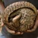 Wildlife Preservation: Nigerian Authorities Intercept Pangolin Scales Worth Over N3bn In Kebbi