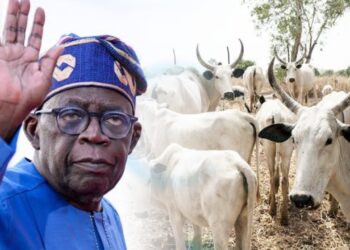 Nigeria: President Tinubu Creates Livestock Ministry To Appease Farmer-Herders Crisis