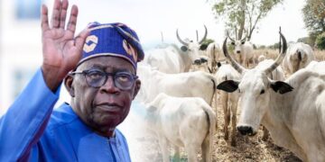 Nigeria: President Tinubu Creates Livestock Ministry To Appease Farmer-Herders Crisis