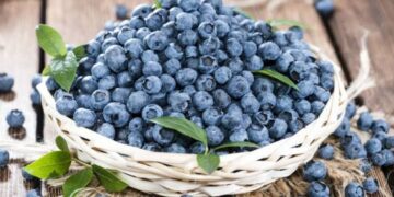 Zimbabwe: Blueberry Farmers Strive To Meet Surging Demand Amid Financial Struggles