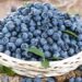 Zimbabwe: Blueberry Farmers Strive To Meet Surging Demand Amid Financial Struggles