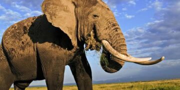 Zimbabwe To Feed Communities Affected By Food Shortage With 200 Elephants