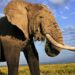 Zimbabwe To Feed Communities Affected By Food Shortage With 200 Elephants