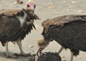 Inbreeding Crisis Threatens Hooded Vultures In Africa