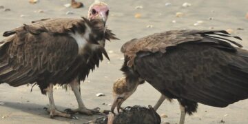 Inbreeding Crisis Threatens Hooded Vultures In Africa