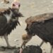 Inbreeding Crisis Threatens Hooded Vultures In Africa