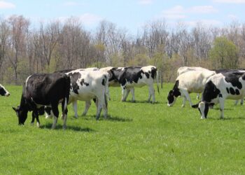 India: Assam Region Places Ban On Public Consumption Of Beef