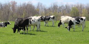 India: Assam Region Places Ban On Public Consumption Of Beef