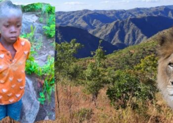 Zimbabwe: 8-Year-Old Boy Survives 5 Days In Game Park With 40 Lions